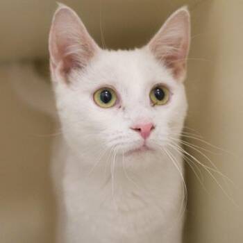 Cotton -  Domestic Short Hair Cat for Adoption in Verona, Wisconsin - Cotton | PetCurious
