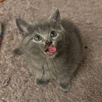 Remi -  Domestic Medium Hair Cat for Adoption in Waynesburg, Pennsylvania - Remi | PetCurious