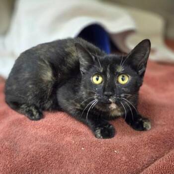 Ramona -  Domestic Short Hair Cat for Adoption in Westland, Michigan - Ramona | PetCurious