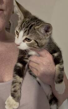 Brawler -  Domestic Short Hair and Tabby Cat for Adoption in Harrisburg, Pennsylvania - Brawler | PetCurious