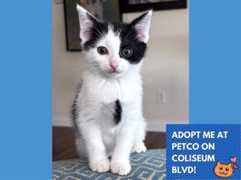 OREO -  Domestic Short Hair Cat Available for Adoption in Fort Wayne, Indiana - OREO | PetCurious