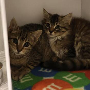 Domestic Medium Hair Cats Available for Adoption in Briarcliff Manor, New York - Mario | PetCurious