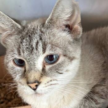 Robin NRAR -  Siamese Cat Available for Adoption in Merrifield, Virginia - Robin NRAR | PetCurious