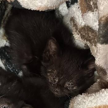 Domestic Short Hair Cats Available for Adoption in Roanoke, Virginia - Bida | PetCurious