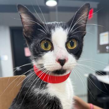 Gaia -  Domestic Short Hair Cat for Adoption in Clearwater, Florida - Gaia | PetCurious
