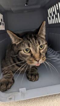 Rescue Domestic Short Hair Cats for Adoption in Cleveland, Ohio - Georgie | PetCurious