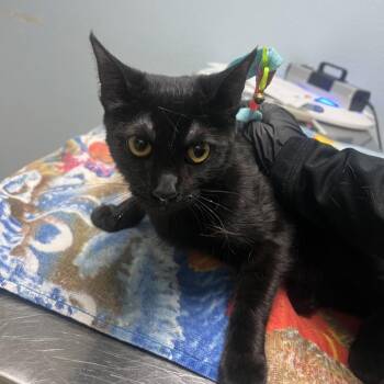 Domestic Short Hair Cats Available for Adoption - Sabi | PetCurious