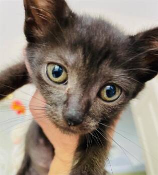 Domestic Short Hair Cats Available for Adoption in Charlotte, North Carolina - PINA | PetCurious