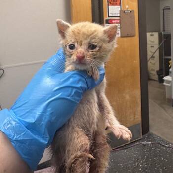 Gawain -  Domestic Short Hair Cat for Adoption in Columbiana, Alabama - Gawain | PetCurious