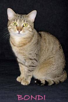 Domestic Short Hair Cats Available for Adoption in Evansville, Indiana - Bondi | PetCurious