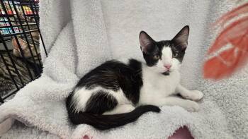 Panda -  Domestic Short Hair Cat for Adoption in Antioch, California - Panda | PetCurious