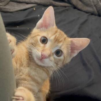 ROMEO -  Domestic Short Hair Cat for Adoption in Hagerstown, Maryland - ROMEO | PetCurious