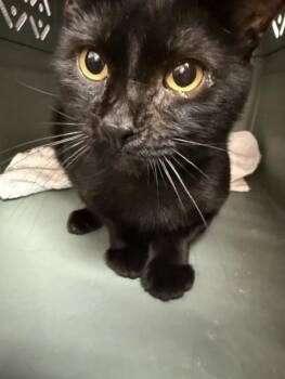 BINX -  Domestic Short Hair Cat for Adoption in Fort Walton Beach, Florida - BINX | PetCurious