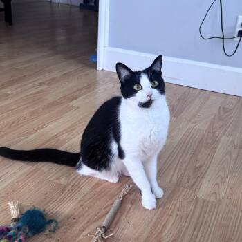 Lady -  Domestic Short Hair Cat for Adoption in Buffalo, New York - Lady | PetCurious