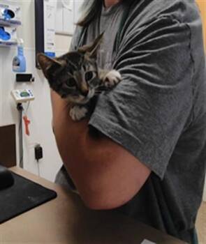 LORA -  Domestic Short Hair Cat for Adoption in Albuquerque, New Mexico - LORA | PetCurious