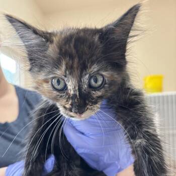 Flapjack 54439 -  Domestic Medium Hair Cat for Adoption in Las Vegas, Nevada - Flapjack 54439 | PetCurious