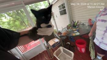 A382635 -  Domestic Short Hair Cat for Adoption in Ocala, Florida - A382635 | PetCurious