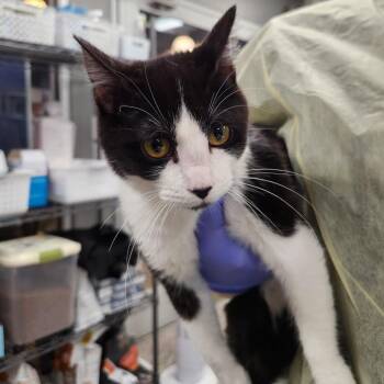 Domestic Short Hair Cats Available for Adoption in Salt Lake City, Utah - Giovanni | PetCurious