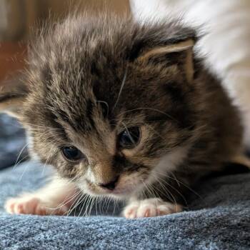 Bellwether -  Domestic Short Hair Cat for Adoption in Wadena, Minnesota - Bellwether | PetCurious