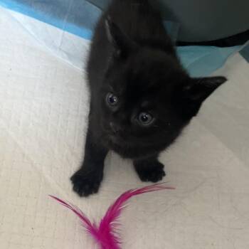 Cleo - Cleopatra Kitten 2 -  Domestic Short Hair Cat for Adoption in Westport, Connecticut - Cleo - Cleopatra Kitten 2 | PetCurious