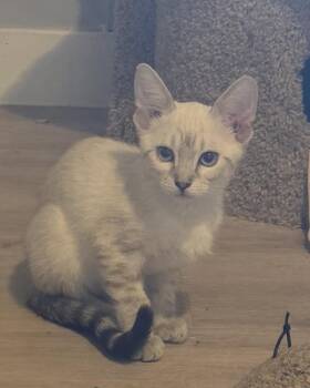 Iris Harness -  Domestic Short Hair and Siamese Cat for Adoption in Chandler, Arizona - Iris Harness | PetCurious