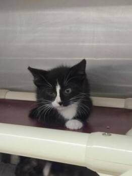 Kenmore -  Domestic Short Hair Cat for Adoption in Munster, Indiana - Kenmore | PetCurious