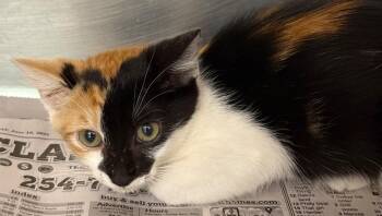 Catrina -  Calico Cat for Adoption in Belton, Texas - Catrina | PetCurious