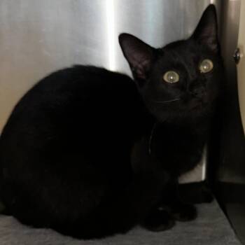 Lloyd -  Domestic Short Hair Cat for Adoption in Evensville, Tennessee - Lloyd | PetCurious