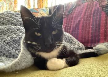 Domestic Short Hair Cats Available for Adoption in Darien, Georgia - Willie | PetCurious