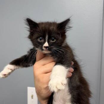 Lolly -  Domestic Medium Hair Cat for Adoption in Birmingham, Alabama - Lolly | PetCurious