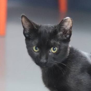 Rescue Domestic Short Hair Cats for Adoption in Walla Walla, Washington - Maggie | PetCurious