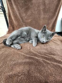 Rescue Domestic Short Hair Cats for Adoption in Westfield, Wisconsin - Smokey #10 | PetCurious