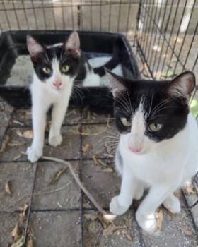 Rescue Domestic Short Hair Cats for Adoption in Huntington Beach, California - Candy And Catalina | PetCurious