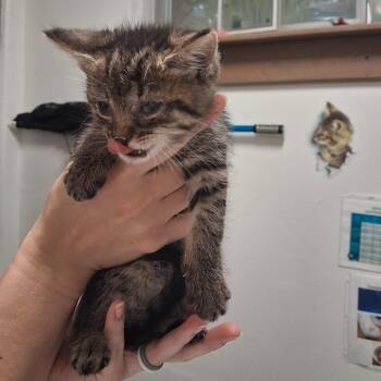 Liberty -  Domestic Short Hair Cat for Adoption in York, Pennsylvania - Liberty | PetCurious
