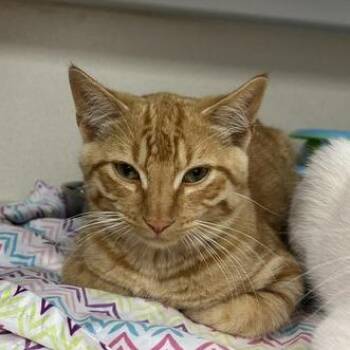 Stanley -  Domestic Short Hair Cat for Adoption in Durango, Colorado - Stanley | PetCurious