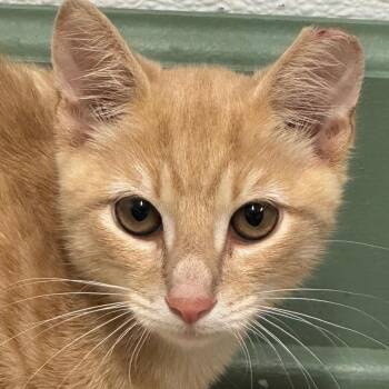 Sol -  Domestic Short Hair Cat for Adoption in Decatur, Georgia - Sol | PetCurious