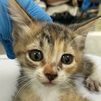 Rescue Domestic Short Hair Cats for Adoption in Las Cruces, New Mexico - Joann | PetCurious