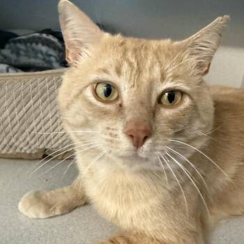 Biscuit -  Domestic Short Hair Cat for Adoption in Washougal, Washington - Biscuit | PetCurious
