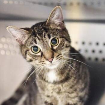 Evander -  Domestic Short Hair Cat for Adoption in Reisterstown, Maryland - Evander | PetCurious