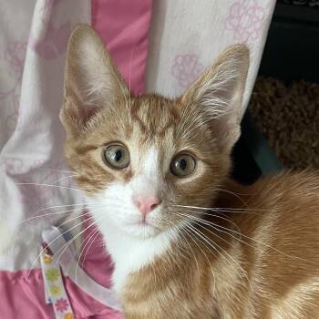 Domestic Short Hair Cats Available for Adoption in Chicago, Illinois - Parker | PetCurious