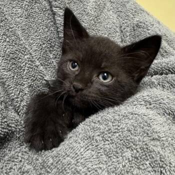 Spaghetti -  Domestic Short Hair Cat for Adoption in Richmond, Virginia - Spaghetti | PetCurious