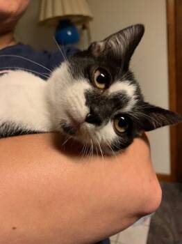 Rescue Domestic Short Hair Cats for Adoption in Lemoyne, Pennsylvania - Dart (Smudgey Black Nose) | PetCurious