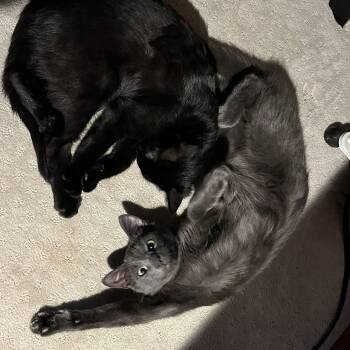 Domestic Short Hair Cats Available for Adoption in Cathlamet, Washington - Harry & Sally | PetCurious