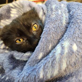 Domestic Short Hair Cats Available for Adoption in Liberty, Missouri - Bali | PetCurious