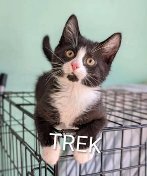Trek -  Domestic Long Hair Cat for Adoption in Gorham, Maine - Trek | PetCurious