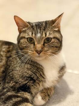 Kimchi -  Domestic Short Hair Cat for Adoption in Martinsville, Indiana - Kimchi | PetCurious