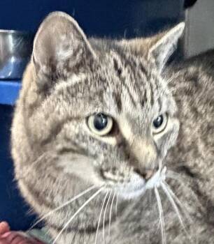 Spice -  Domestic Short Hair Cat for Adoption in Sault Ste. Marie, Michigan - Spice | PetCurious