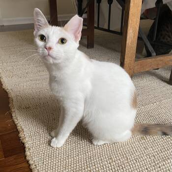 Rescue Domestic Short Hair Cats for Adoption - Phoebe | PetCurious