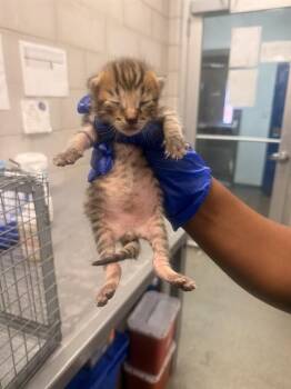 ANDRE -  Domestic Short Hair Cat for Adoption in Dallas, Texas - ANDRE | PetCurious
