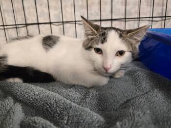 Goofy -  Domestic Short Hair Cat for Adoption in Hammond, Indiana - Goofy | PetCurious